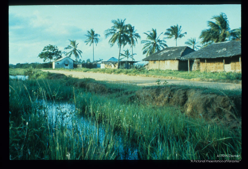 Anopheles funestus. Clean water breeding site for mosquitoes transmitting malaria and filarial worms