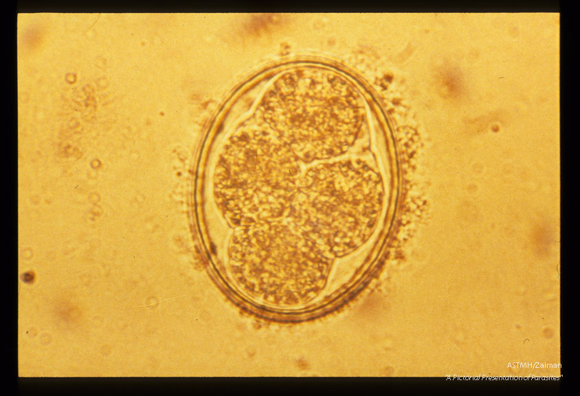 Development and hatching of larva.