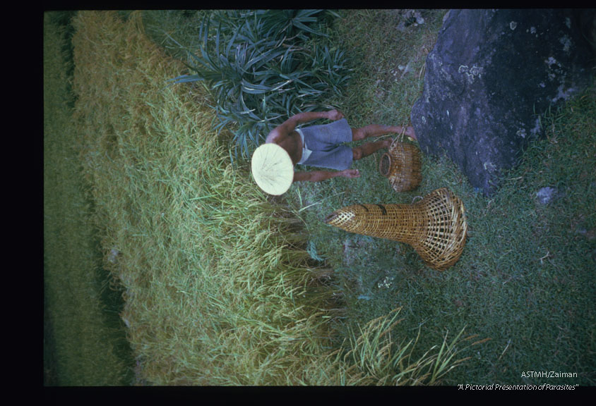 Traps made of hand woven reeds are used to catch the crab.