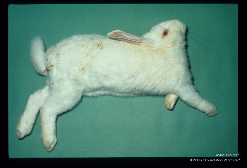 Opisthotonus in an infected rabbit.