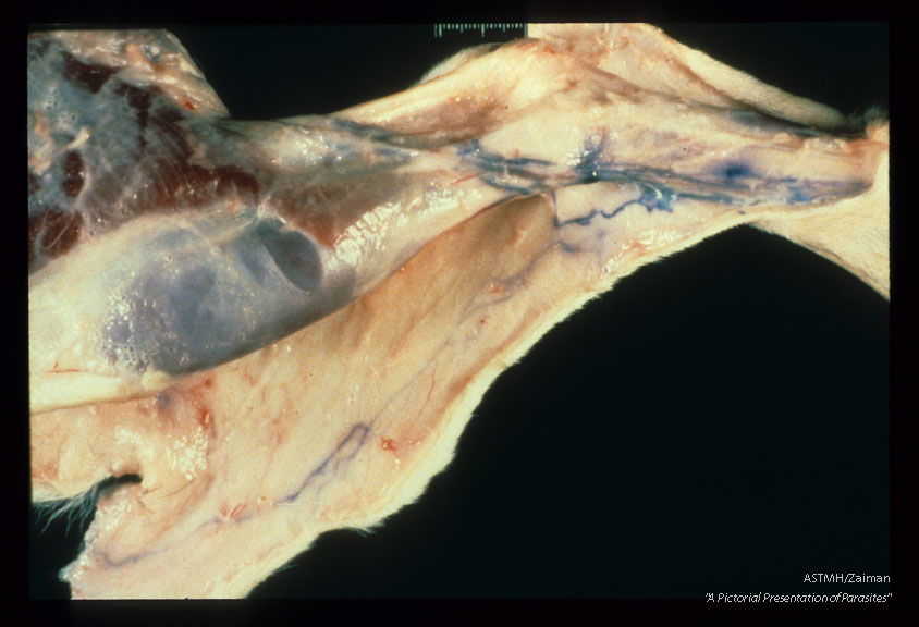 Gross disection of rear canine limb showing dilated lymphatics which have been injected with blue dye.