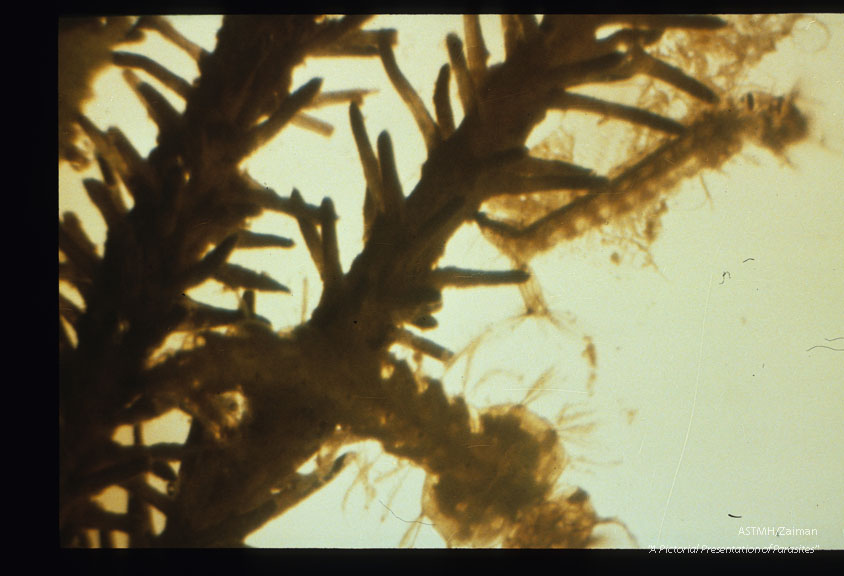 Larva attached to aquatic plant.