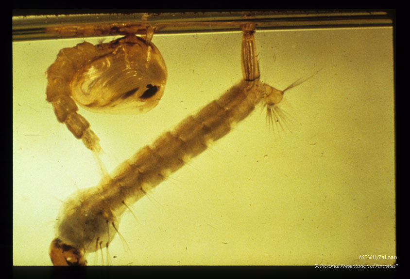 Larva and pupa in water.