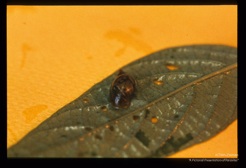 Snail vector in Gabon.