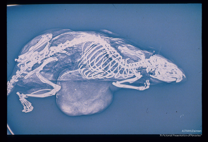 Xerographic demonstration of calcified larvae in the muscles of a rat. The cysts present as minute white specks in the body musculature.