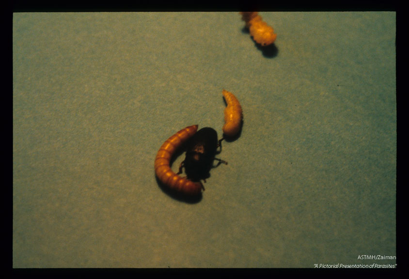 Larva, pupa and adult.