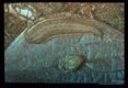 Land leech and cocoon. After a single blood meal, a leech may produce several cocoons. From 10-15 or more young leeches may emerge from each cocoon. Emergence time depends upon temperature. At laboratory room temperature emergence time was around 30 days.