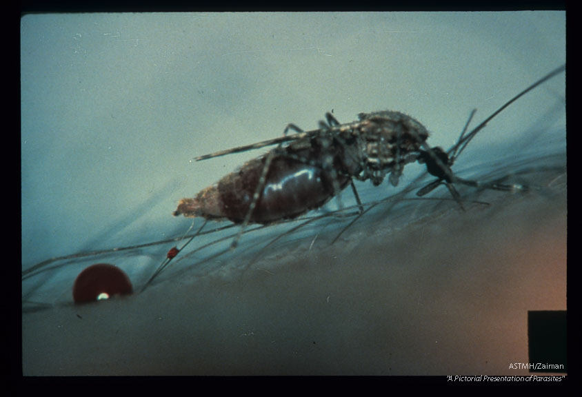 Indian malarial vector.