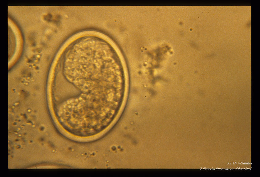 Development and hatching of larva.