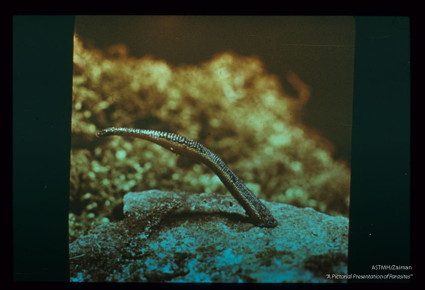 The same specimen shown in the previous slide slightly more extended. Genus Phytobdella is unique in that species of the genus possess two rather than three jaws. Like all blood-sucking leeches, members of genus Phytobdella may increase their weight 8-10 fold during a blood meal.