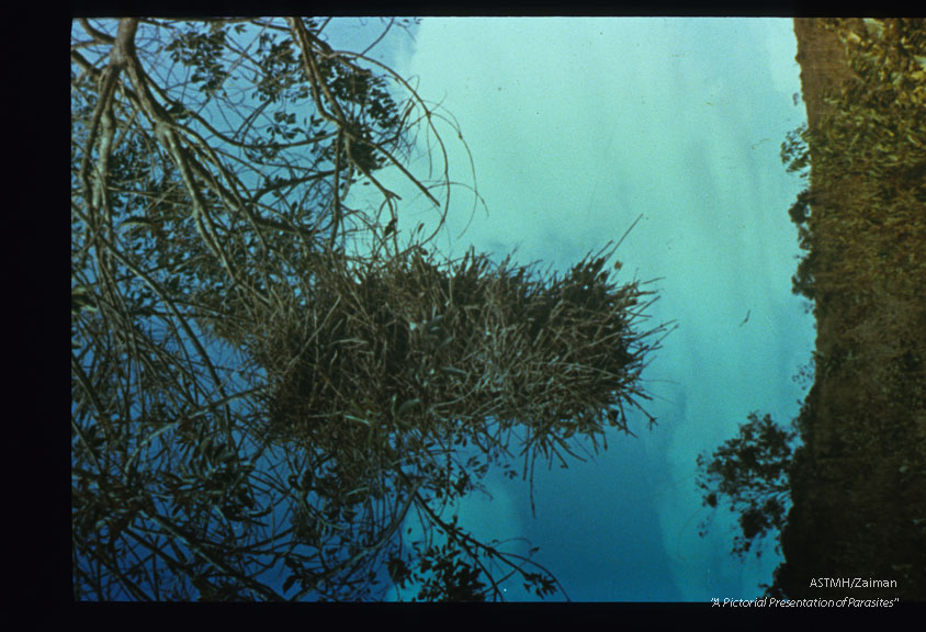 Tree nest from which reduviid bugs were collected.