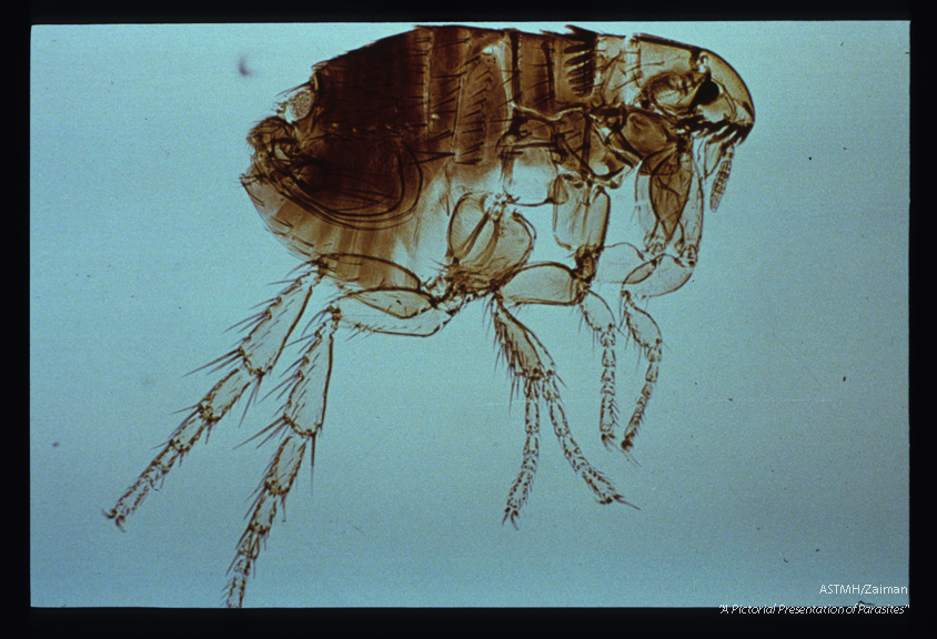 Male flea from a dog.