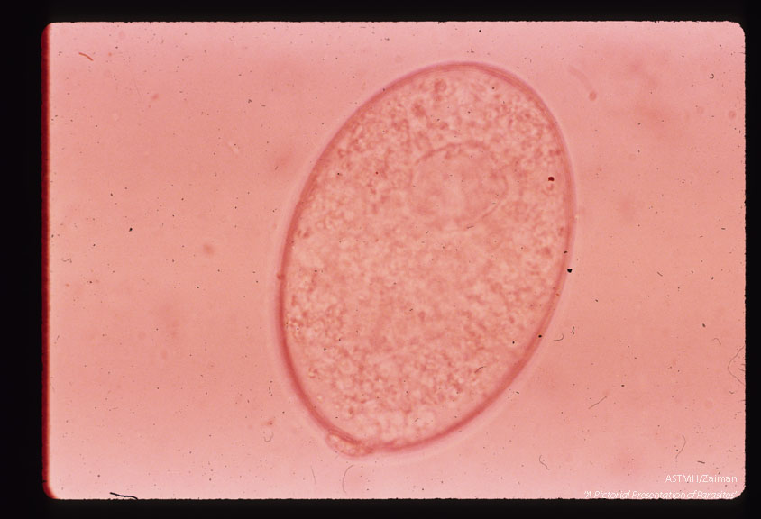 Egg.