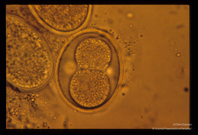 Development and hatching of larva.