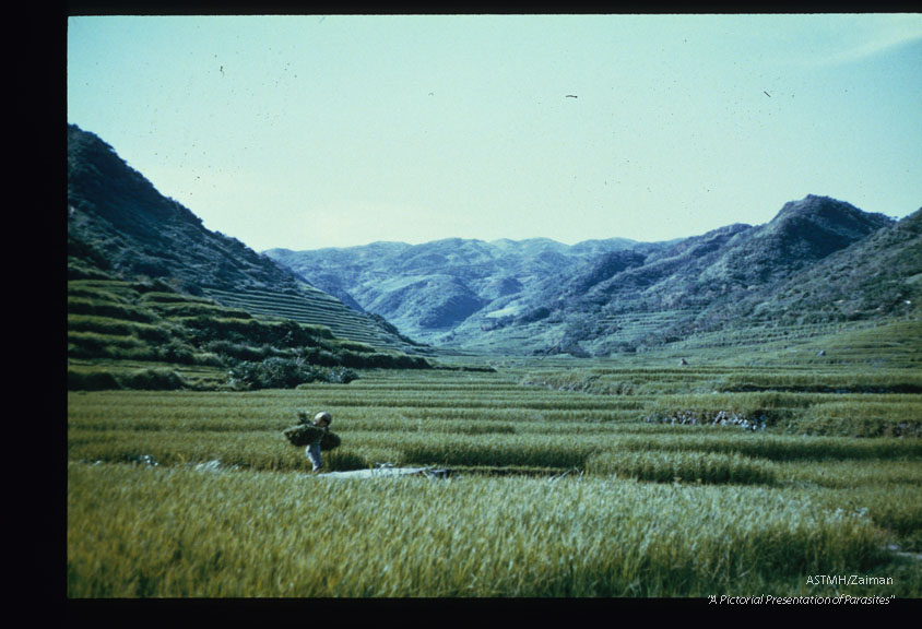 The contaminated stream is adjacent to the rice paddies.