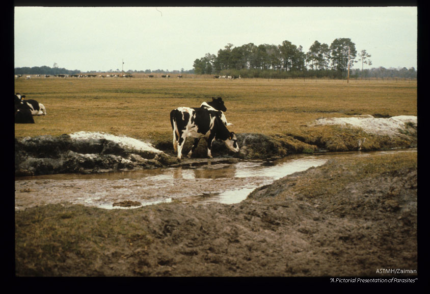 Sate grazing. Sandy creek.