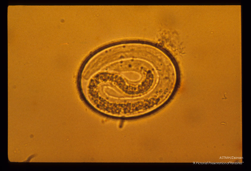 Development and hatching of larva.