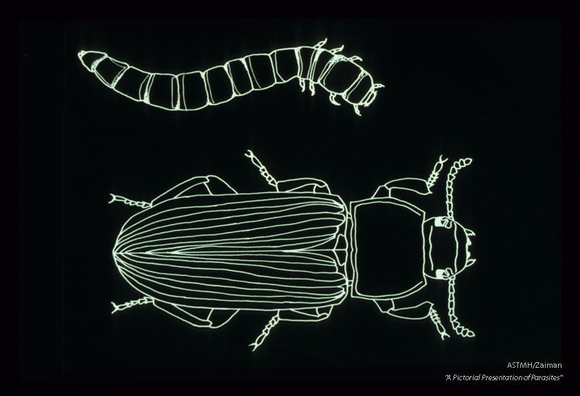 Line drawing of larva and adult.