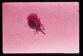 Living in close association with an infected oppossum, this primitive insect was occasionally found in adobe huts and was of some significance in the epidemiology of Chagas' disease in the upper Maranon river valley of Peru.