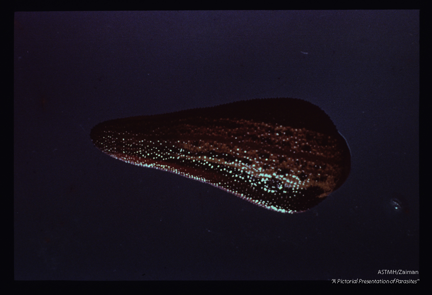 Bush climbing terrestrial leech from North Borneo.