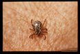 Adults on skin.