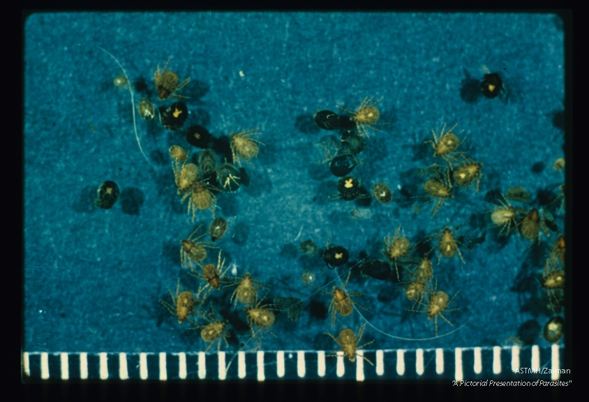 Fed and unfed nymphs. Nymphs have four pairs of legs as do the adults. The fed ticks are globose and dark with ingested blood.