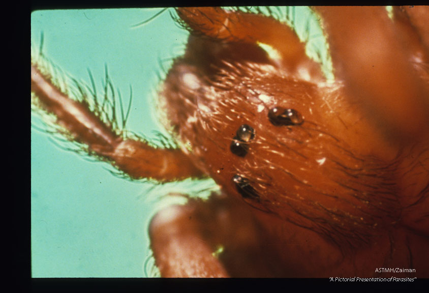 Brown recluse spider. Head.