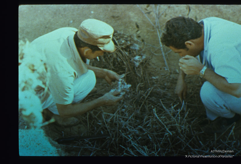 Examining nest for reduviids.