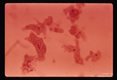Mitotic division. Hematoxylin stain. lOOx.