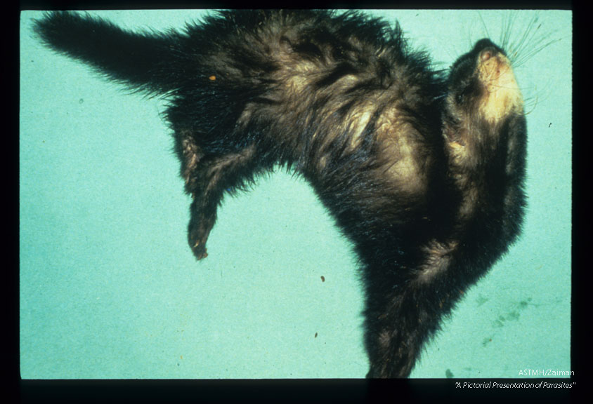 Experimentally infected ferret suffering encephalitis, extensor rigidity and opisthotonus.