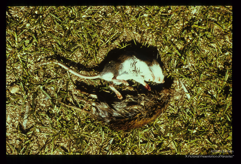 Microtus pennsylvanicus (voles) and Peromyscus leucopus (deer mouse). Major hosts for pre-adult stages of Ixodea dammini.