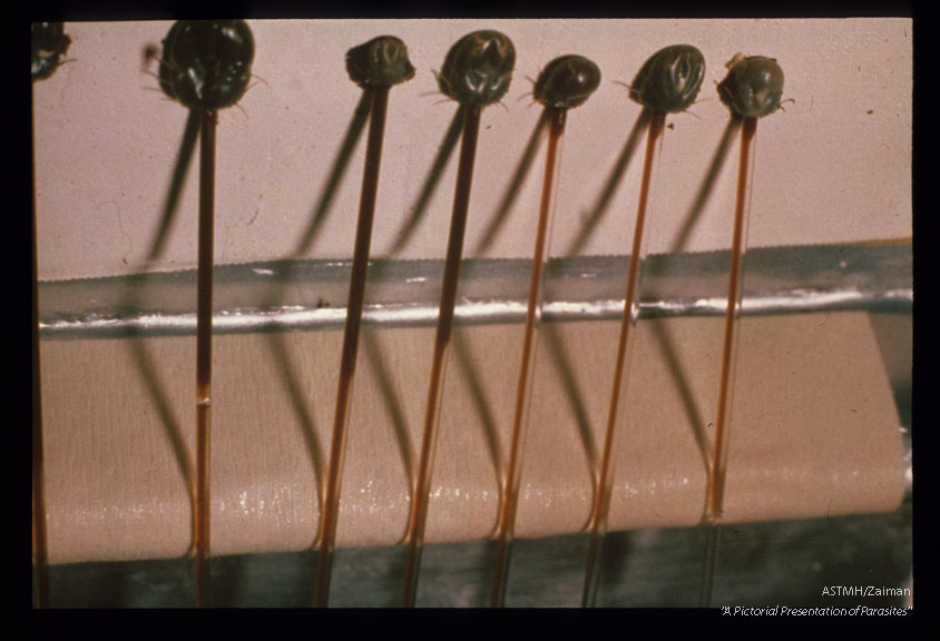 Artificially feeding blood to ticks in the laboratory.