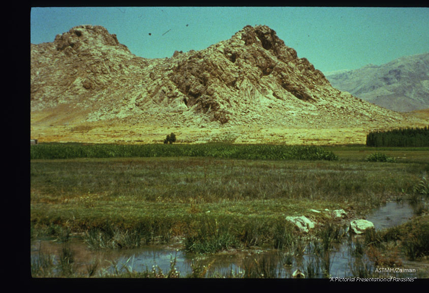 Breeding place in Iran.