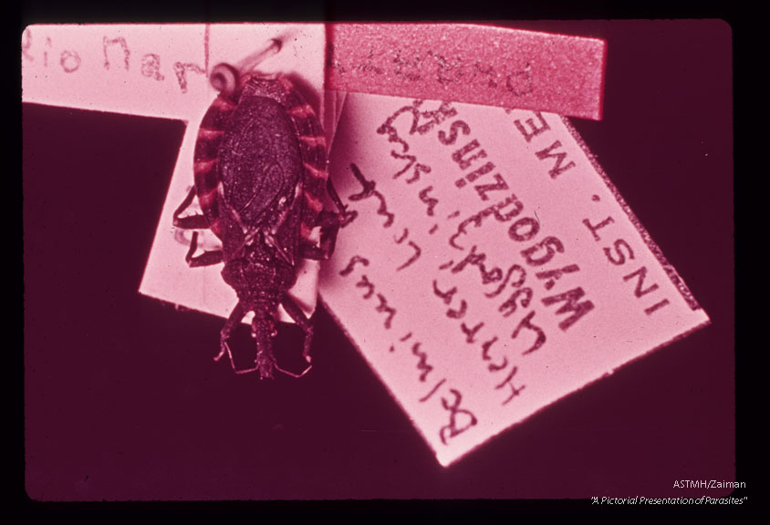 A pinned museum specimen.