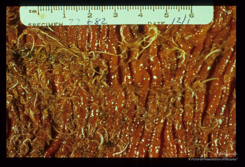 Adults in canine gut.