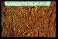 Adults in canine gut.