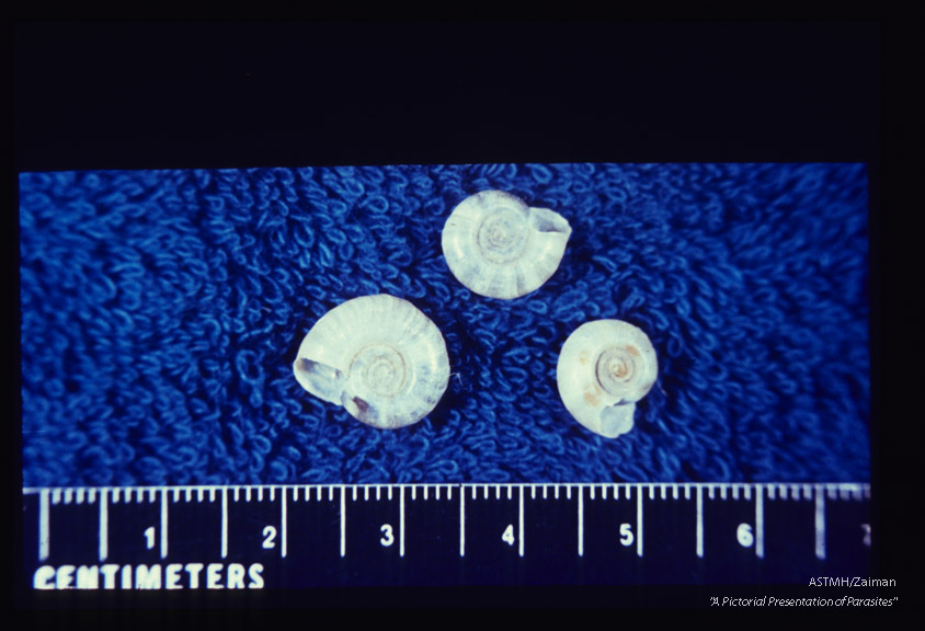 Shells from Egypt; intermediate host for Schistosoma mansoni.