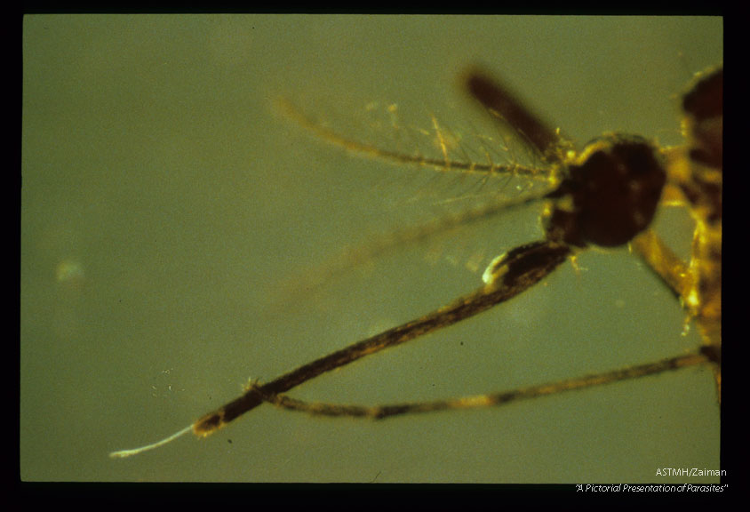 Third-stage larva leaving the labium.