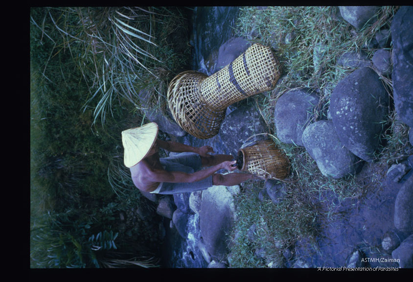 Crabs are transferred to a smaller reed basket for transport to the village for processing.