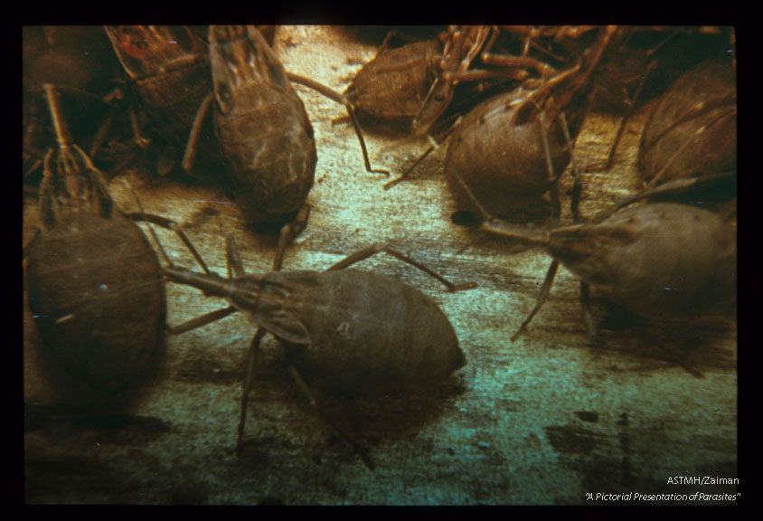 Reduviid bug before and after engorgement on blood.