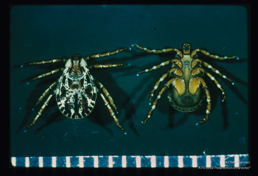 Males, dorsal and ventral views.