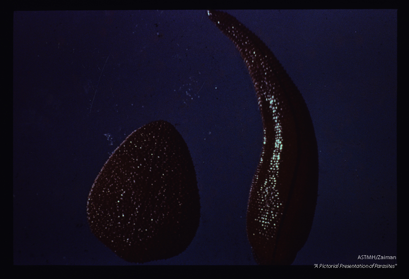 North Borneo . One of several color variants of this species of terrestrial leech.