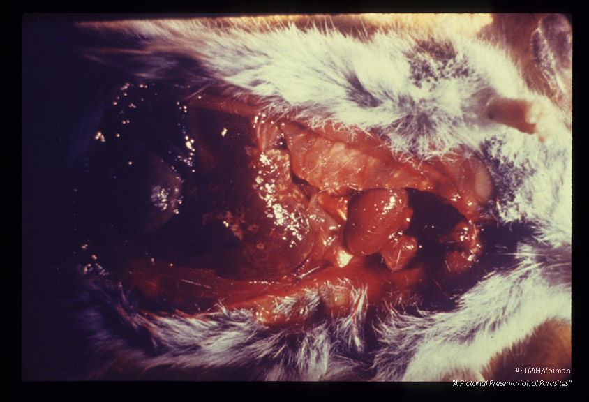 Gross pathology in liver of Peromyscus.