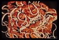 Adult worms fastened to swine gut.
