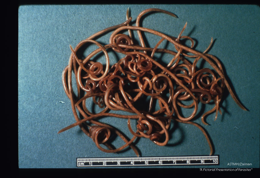 Adults from raccoon intestine.