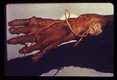 Adults in the leg of an otter.