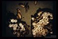 Paper wasps and nest.