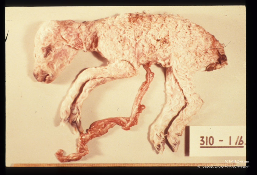 An experimentally infected ewe aborted this dead stunted lamb 148 days after intravenous injection with Toxoplasma gondii.