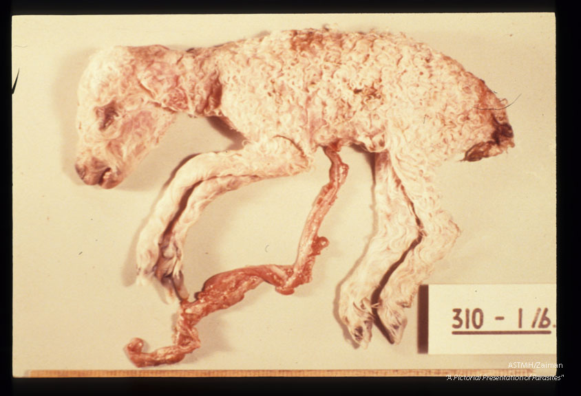 An experimentally infected ewe aborted this dead stunted lamb 148 days after intravenous injection with Toxoplasma gondii.
