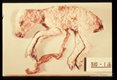 An experimentally infected ewe aborted this dead stunted lamb 148 days after intravenous injection with Toxoplasma gondii.